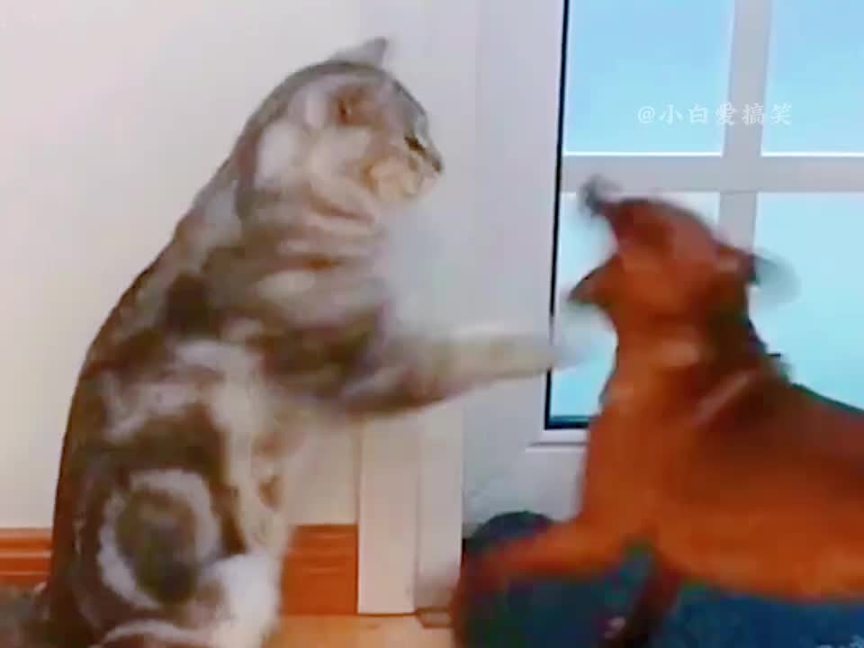 那些脾气暴躁的猫咪，狗子都被吓的瑟瑟发抖！