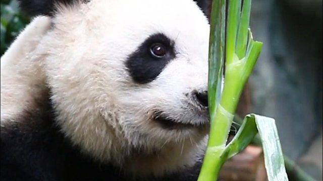 咦~今天的“竹子”味道有点冲呀