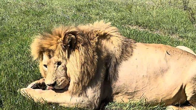 年轻狮子：很忙，但不知道在忙什么