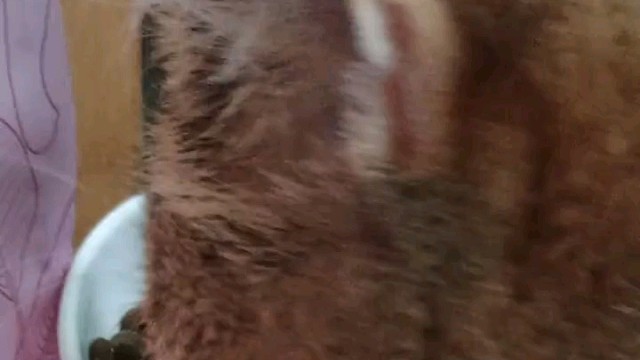 毛孩子天性喂养，小花猫