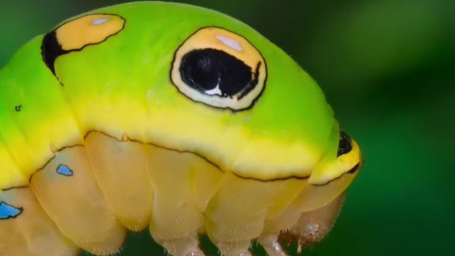 《内裤 内裤 内裤烂咯》