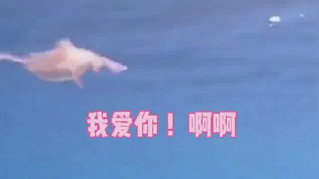 这个配音我是真的喜欢