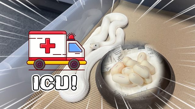 好消息：又捡一窝蛋！坏消息：蛇蛋刚出生就进ICU重症监护室