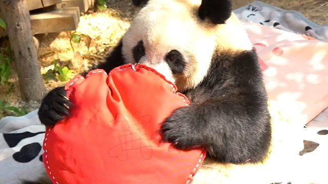 要抱着枕头睡觉的公主熊