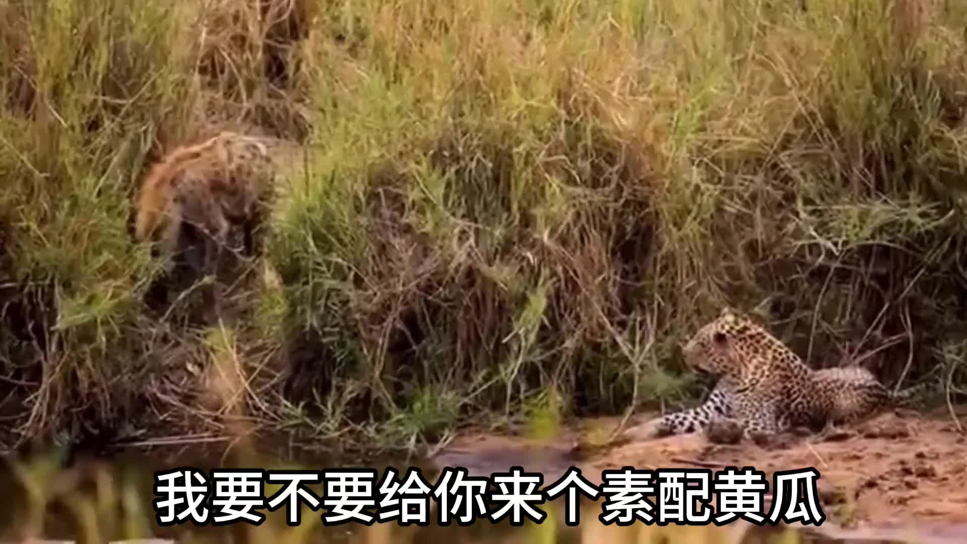 豹桂兰你有梦想吗！