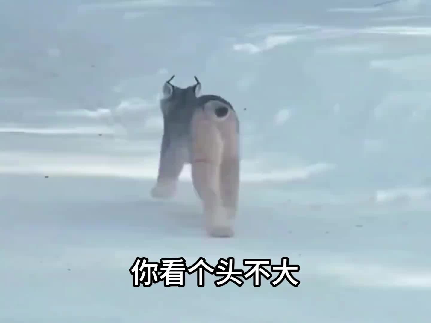 路上偶遇山猫子