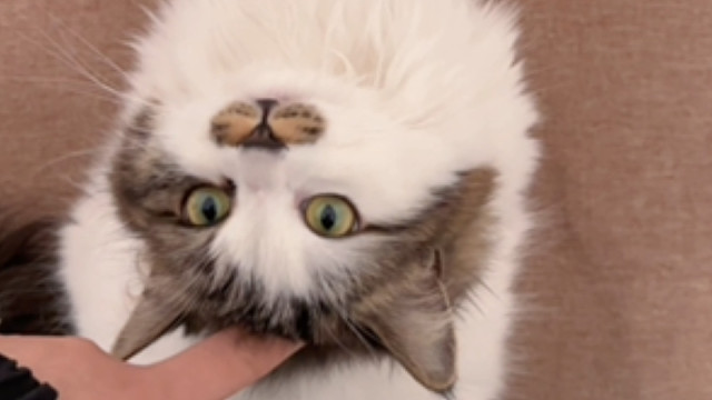 又偷吃奶猫粮又被我抓个正着！黑猫警长的粮你都敢偷！