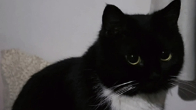 小猫不舒服有妈妈守着