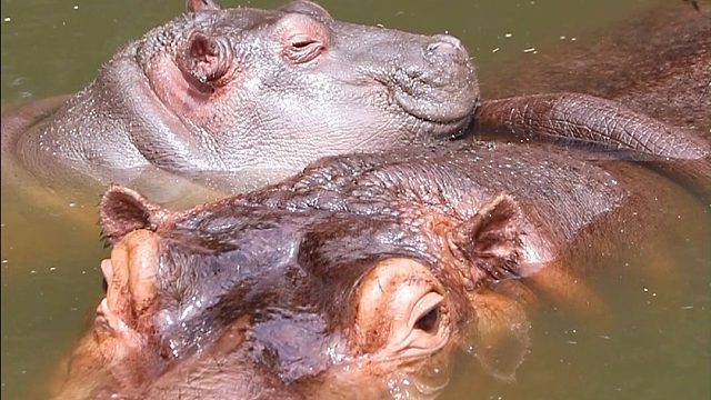 妈妈用背脊化作摇篮 ，换气呼吸间满是温柔