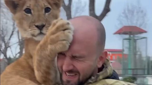 小狮子玩疯了不回家，只好抱走了！