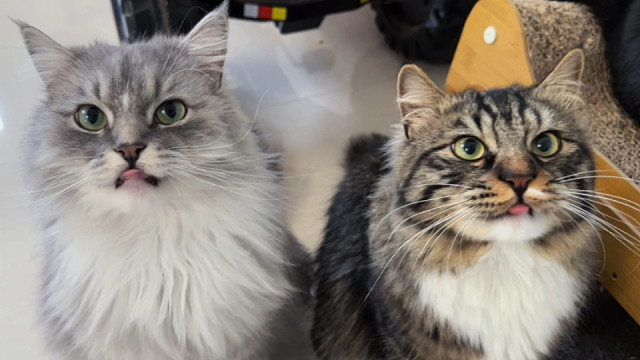 打工人的周末之七猫一狗吃饭时间