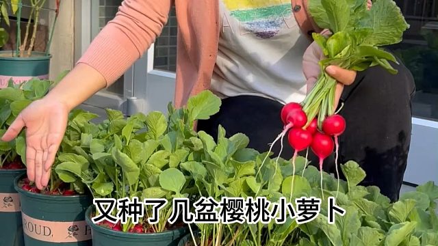 樱桃萝卜好种又好吃，你也试试吧#樱桃萝卜