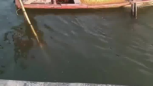 水里玉米产量高！