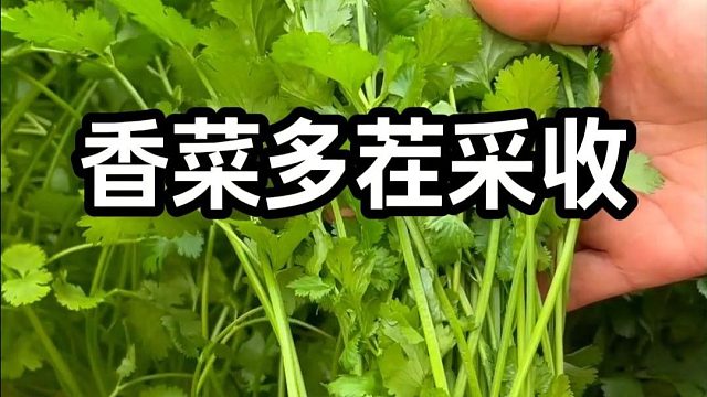 香菜多茬采收小技巧#香菜种植
