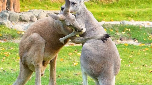长得再大，依旧是妈妈的小宝贝