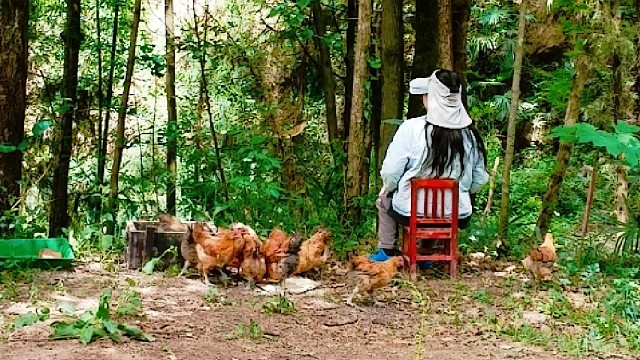 我和我的小鸡们