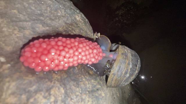 福寿螺和田螺的区别