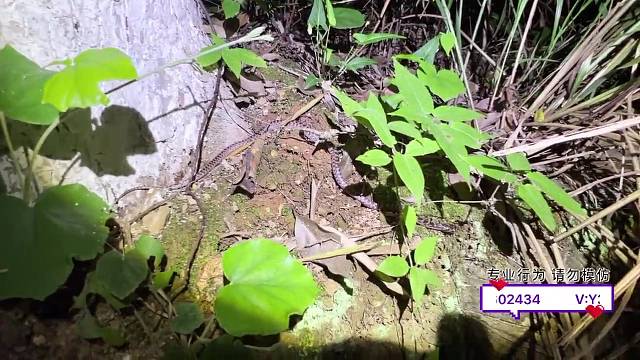 2025户外第一条蛇～