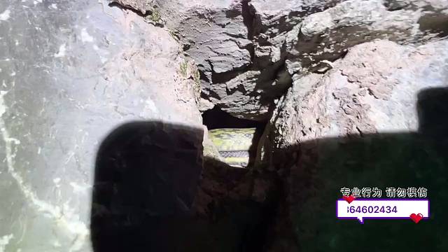 发现蛇窝，聚集着4条大蛇～