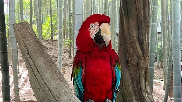 每日一歌狙击碗勾