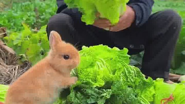 我一点都不眼红，下班吃麻辣兔头