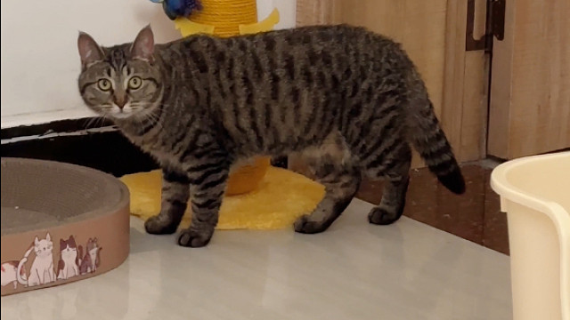 你们见过玩玩具把自己玩生气的猫吗