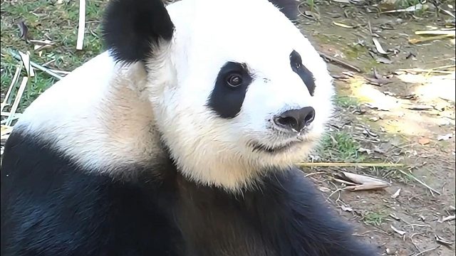 又是拿捏奶爸的一天