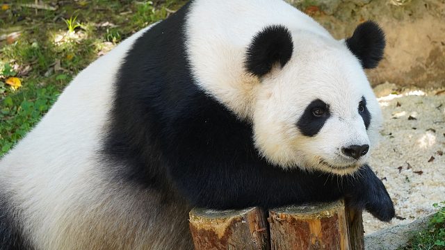 星语：送你一场说走就走的旅行 小木桩：？