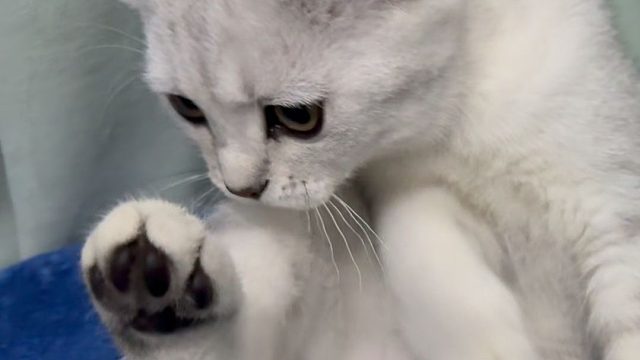 有被萌到！元宝和灰宝疯狂塔塔开的一天！