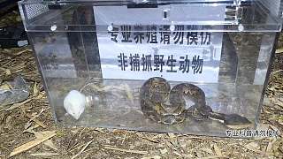 五步蛇毒性測試?。?！