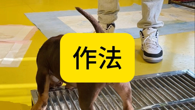 大师训练定点大小便就是不一样