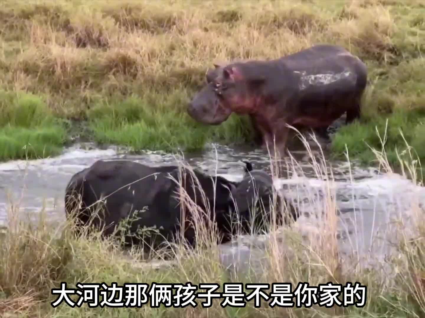 两河小胖子撩闲