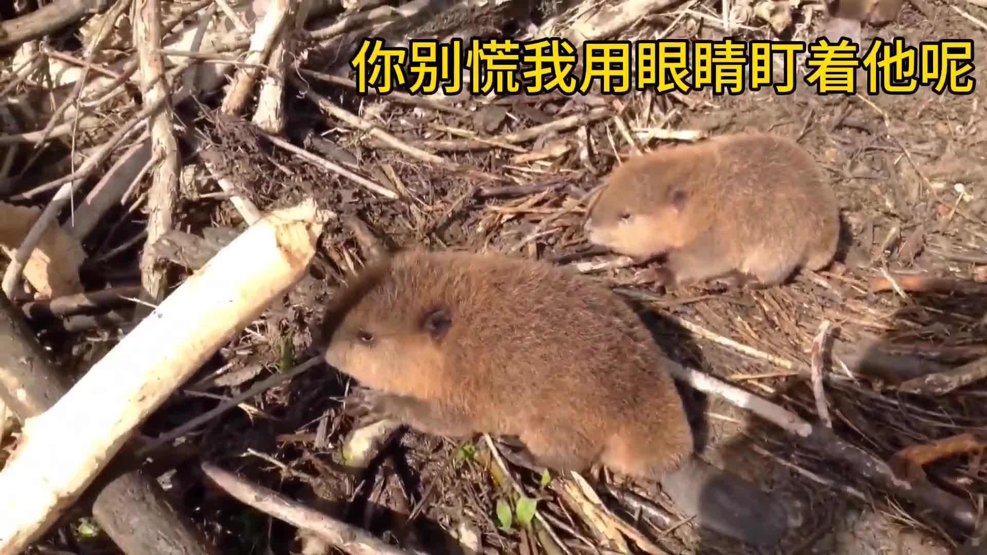 河狸妈妈去哪了！