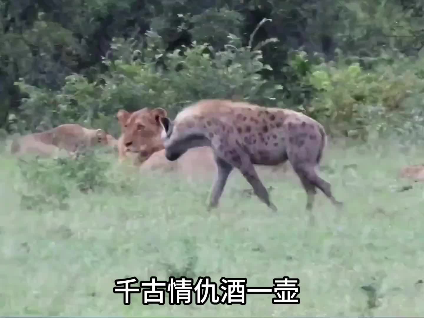 鬣狗这回是装大了