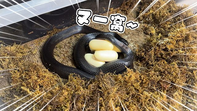 繁殖季节就是爽！每天都能有蛋捡！
