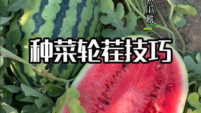 蔬菜轮茬口诀#种植方法