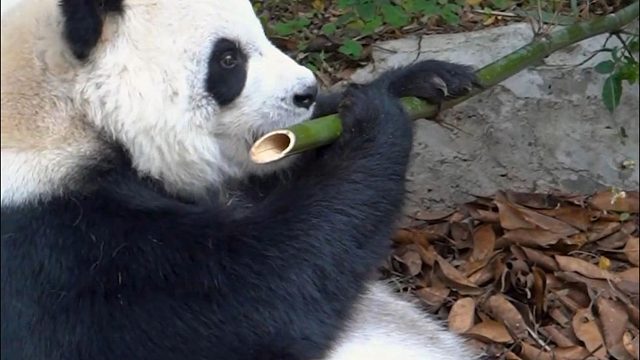 小发雷霆的星语一怒之下怒一下