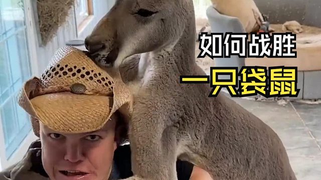 那些欢乐的动物视频！