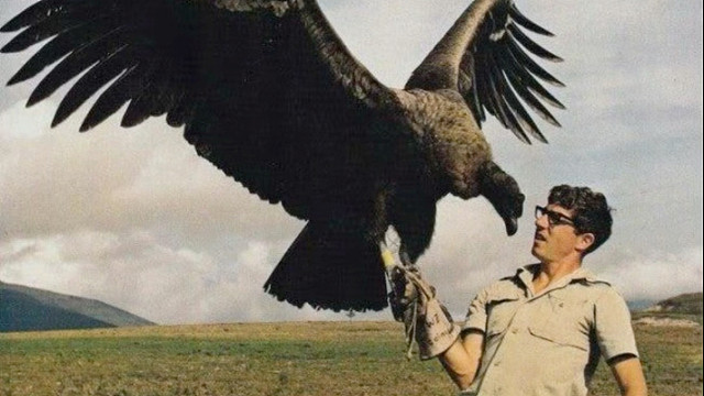 安第斯神鹫：我和杨过的神雕比比如何？