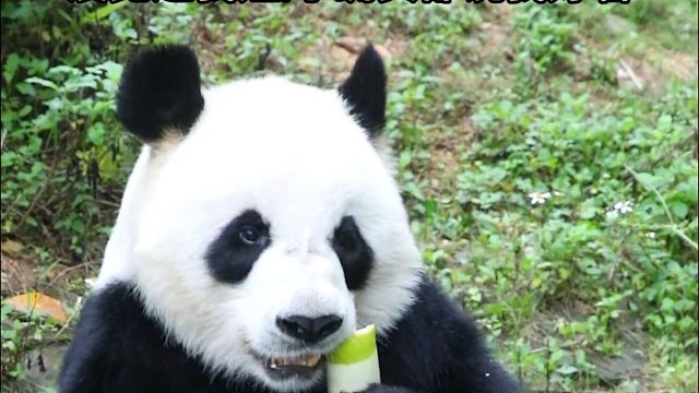 语姐和愿弟都超靓的