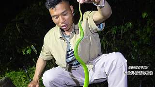 浙江行第一站福建竹葉青