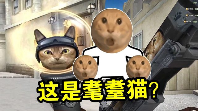 我们CF也有自己的耄耋猫。