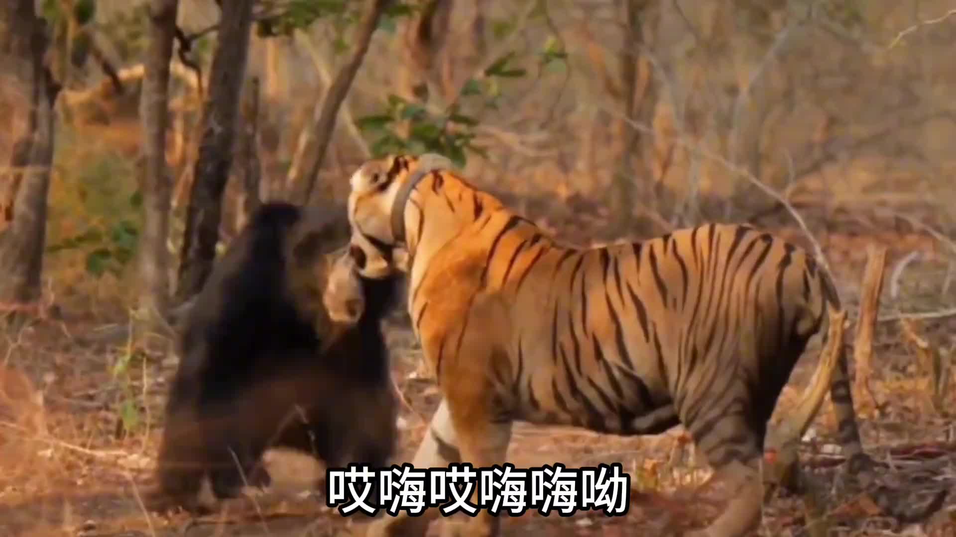 你蹦啊你个熊瞎子