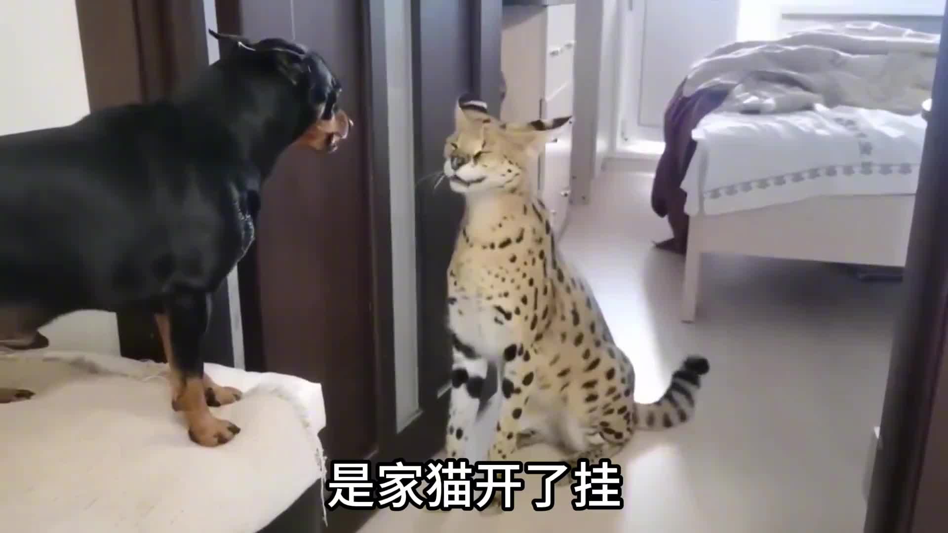 我是我眼花了吗