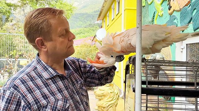 风头鹦鹉：头好痒，感觉要长脑子了