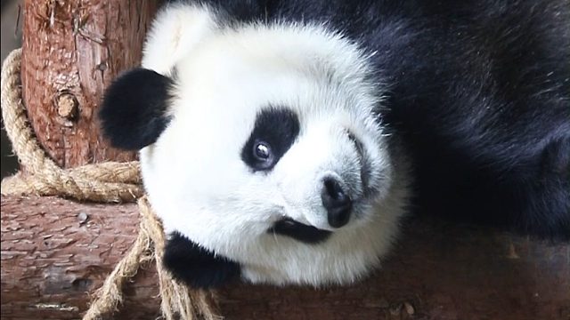 阿愿这“痒痒挠”迟早被它盘包浆