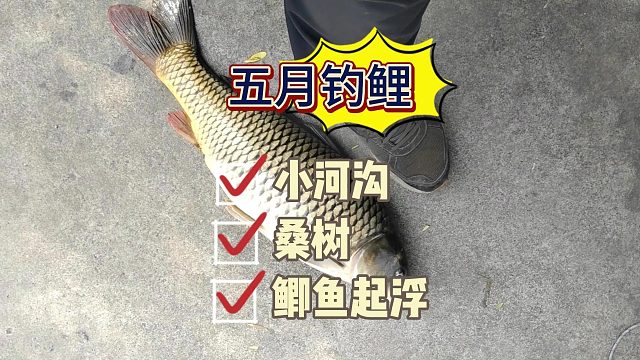 5月升温鲫鱼不爱开口，那不如试试钓鲤鱼，这种地方是鲤鱼的最爱