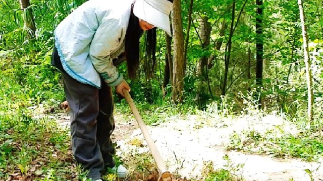 我和我的小鸡们