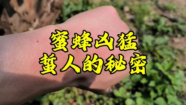 养蜂知识：为什么有的蜂群比较凶爱蛰人，而有的蜂群却很温顺，原来是这个原因！经常见到人畜经过的蜂群，习