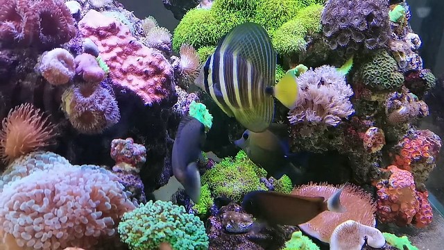 突然有点想念曾经养的海鱼海草了